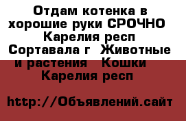 Отдам котенка в хорошие руки.СРОЧНО! - Карелия респ., Сортавала г. Животные и растения » Кошки   . Карелия респ.